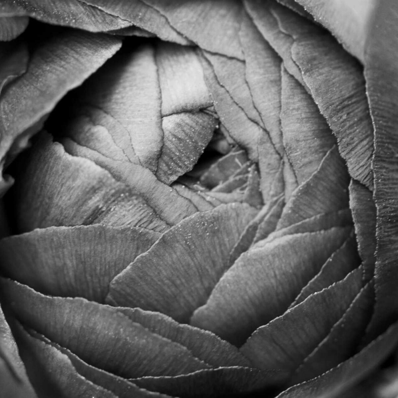 Ranunculus Abstract III BW Poster Print by Laura Marshall - Item # VARPDX25286